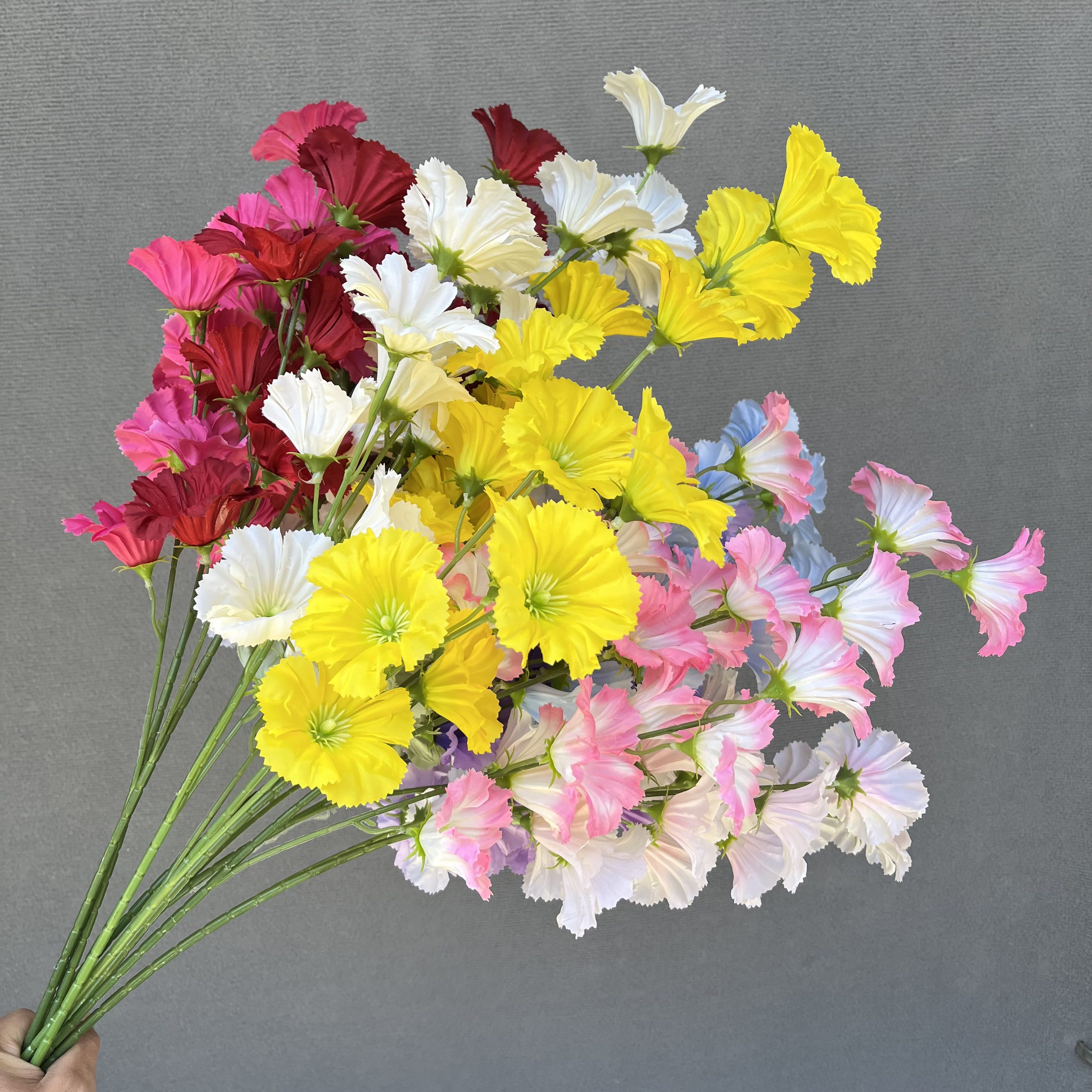 牵牛花