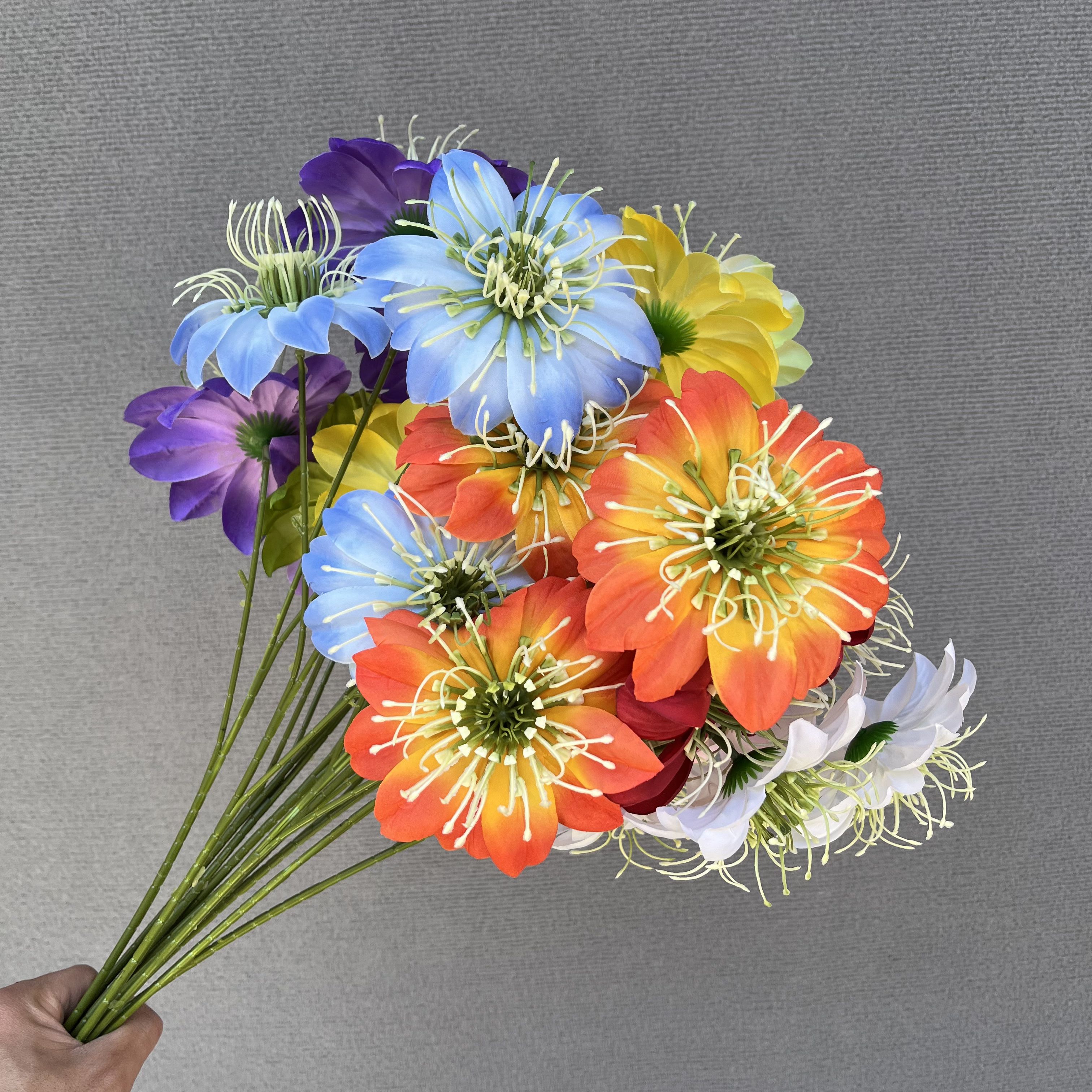 烟花菊
